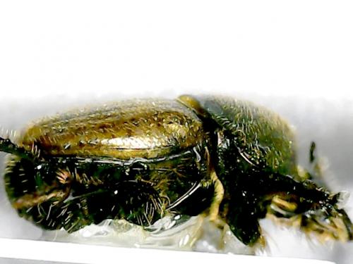Réf. 268 213 : Onthophagus coenobita